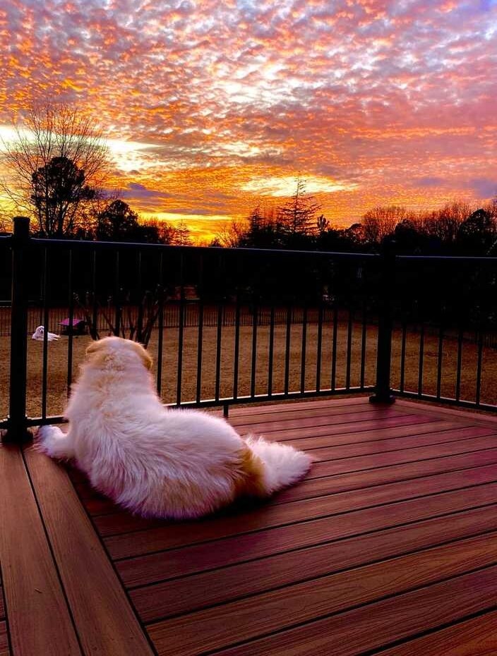 Dog enjoying a beautiful deck with stunning sunset backdrop